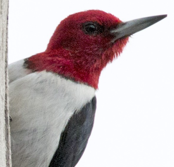 Red-headed Woodpecker - Scott Young