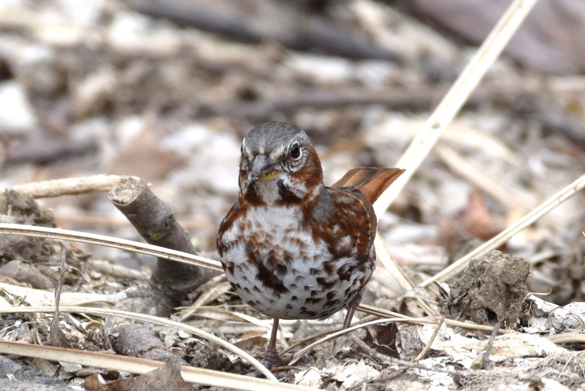 Fox Sparrow - ML147816331