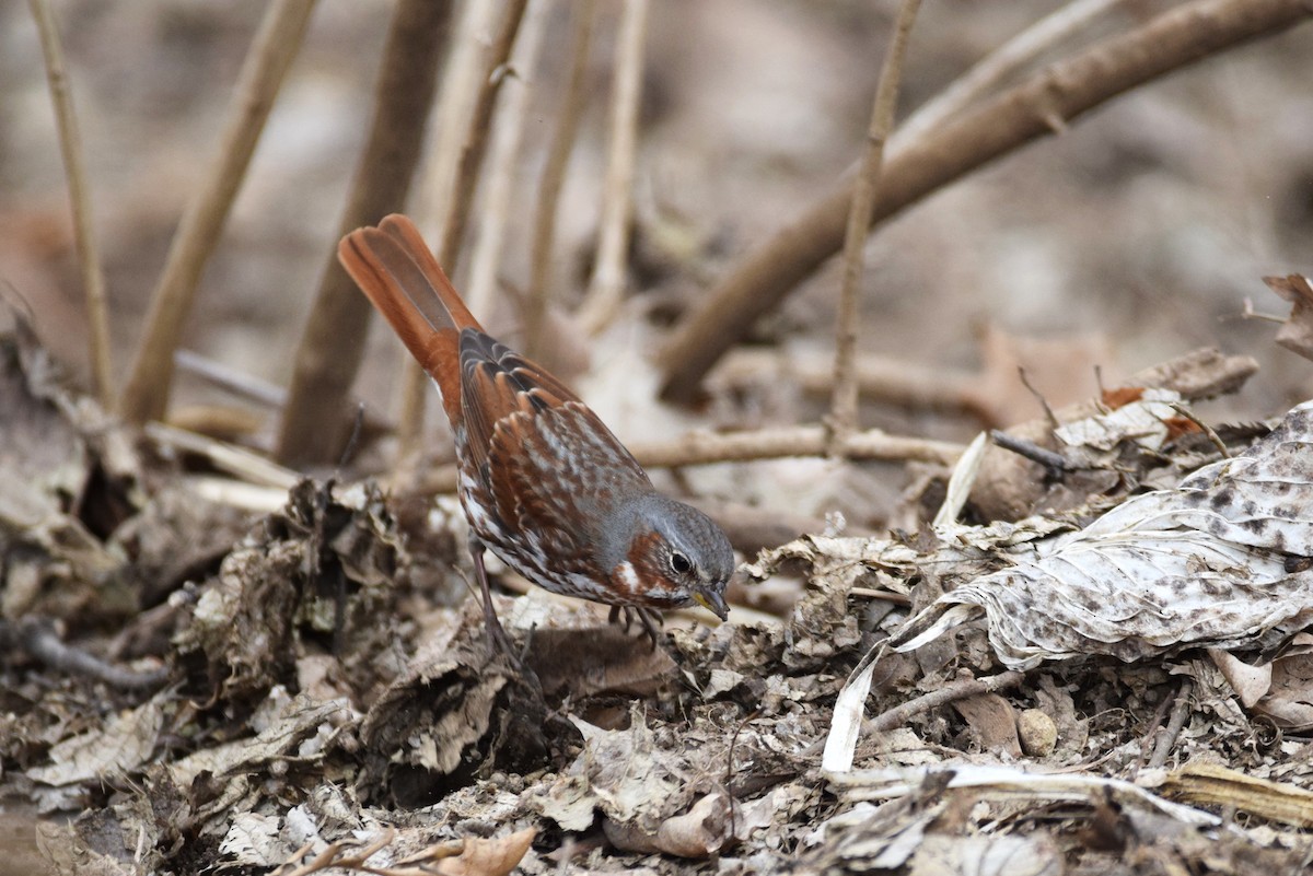 Fox Sparrow - ML147816371