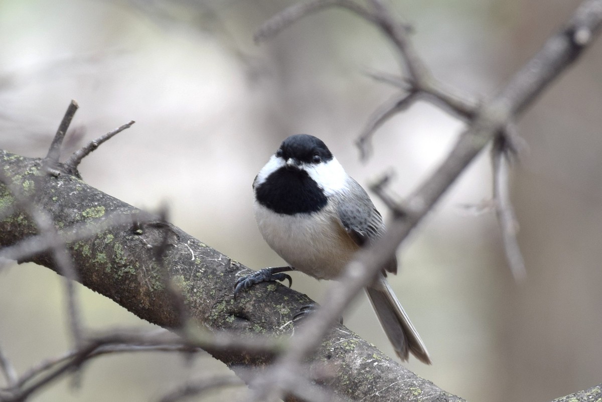 Carolina Chickadee - ML147816641