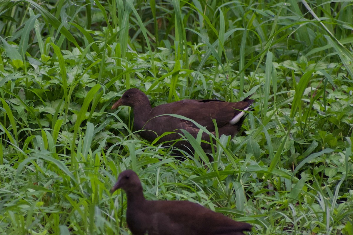 Dusky Moorhen - ML147817861