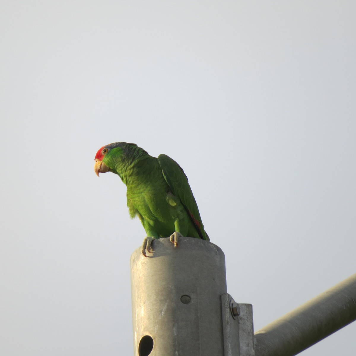 Red-crowned Parrot - ML147818101