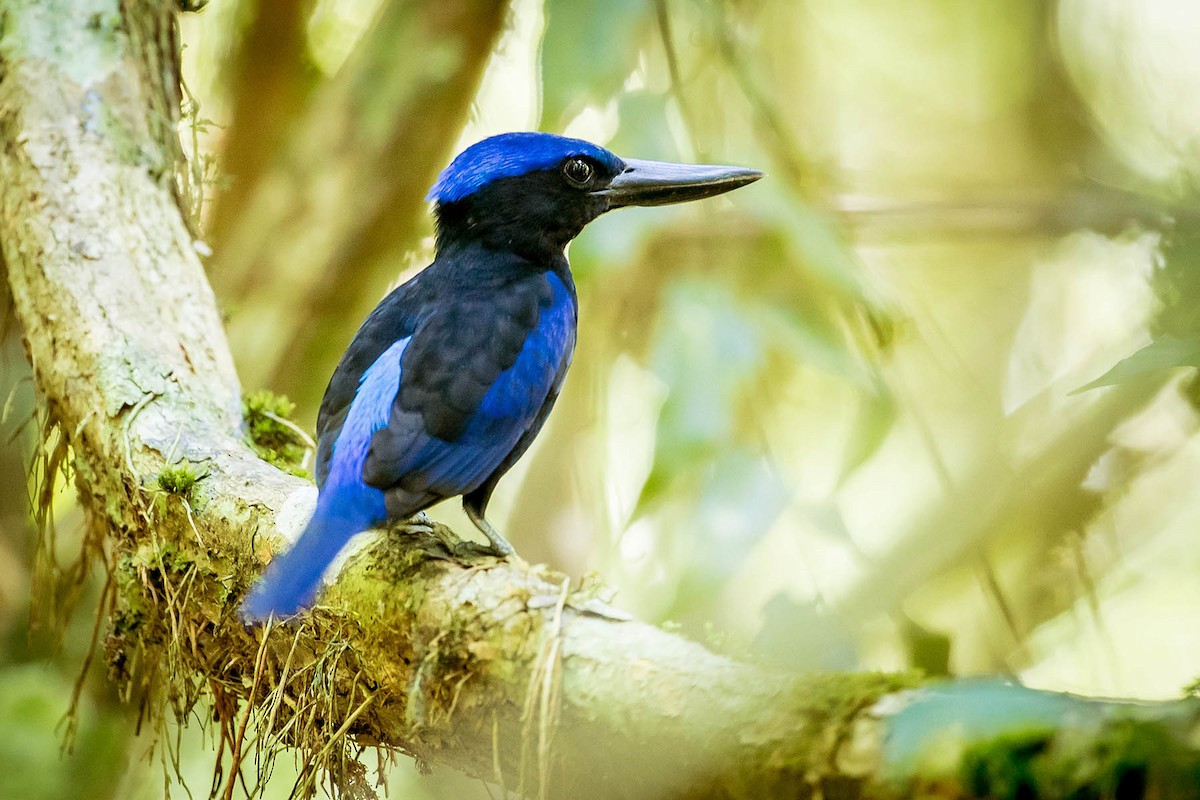 Blue-black Kingfisher - Dom Chaplin