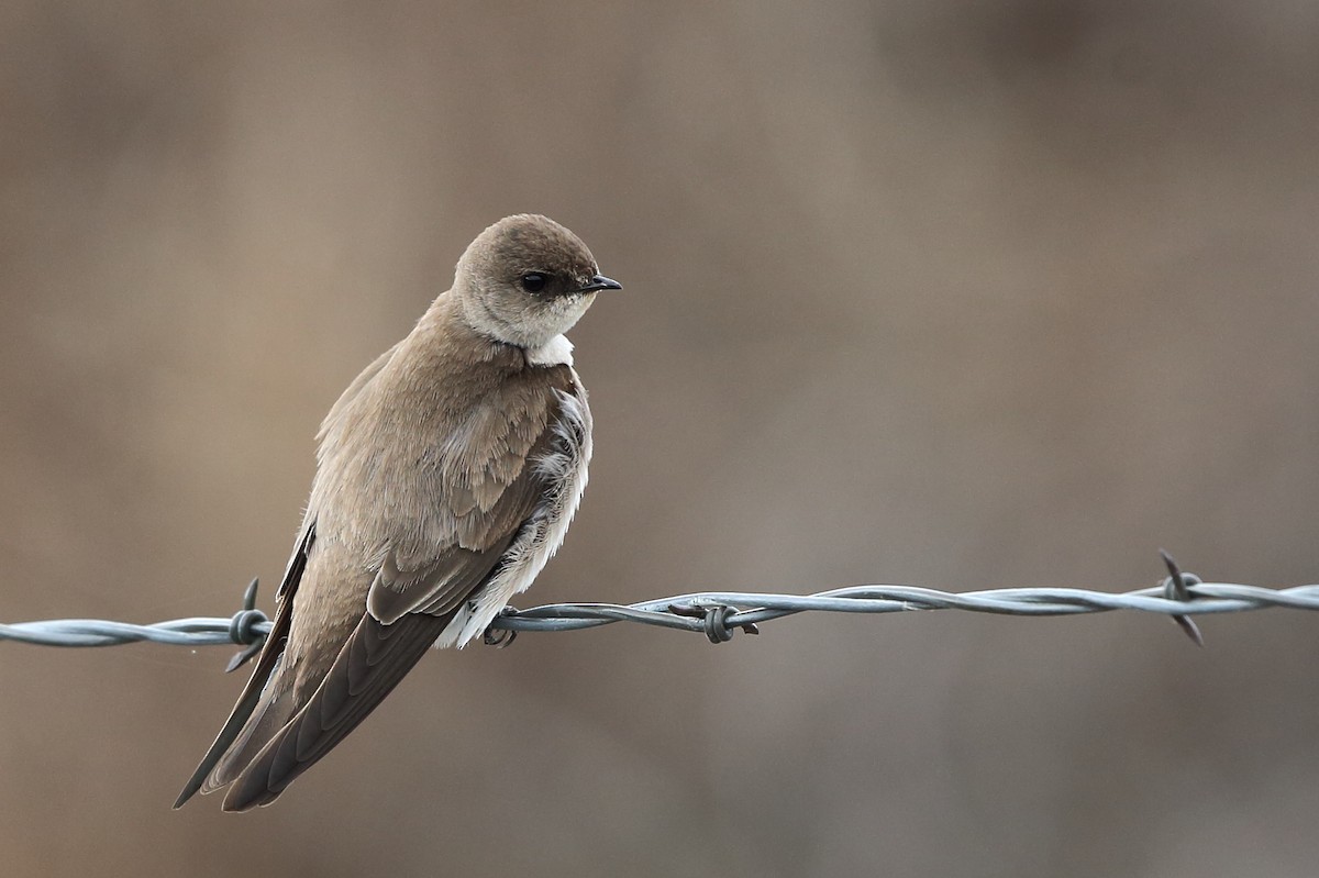 Golondrina Aserrada - ML147822361