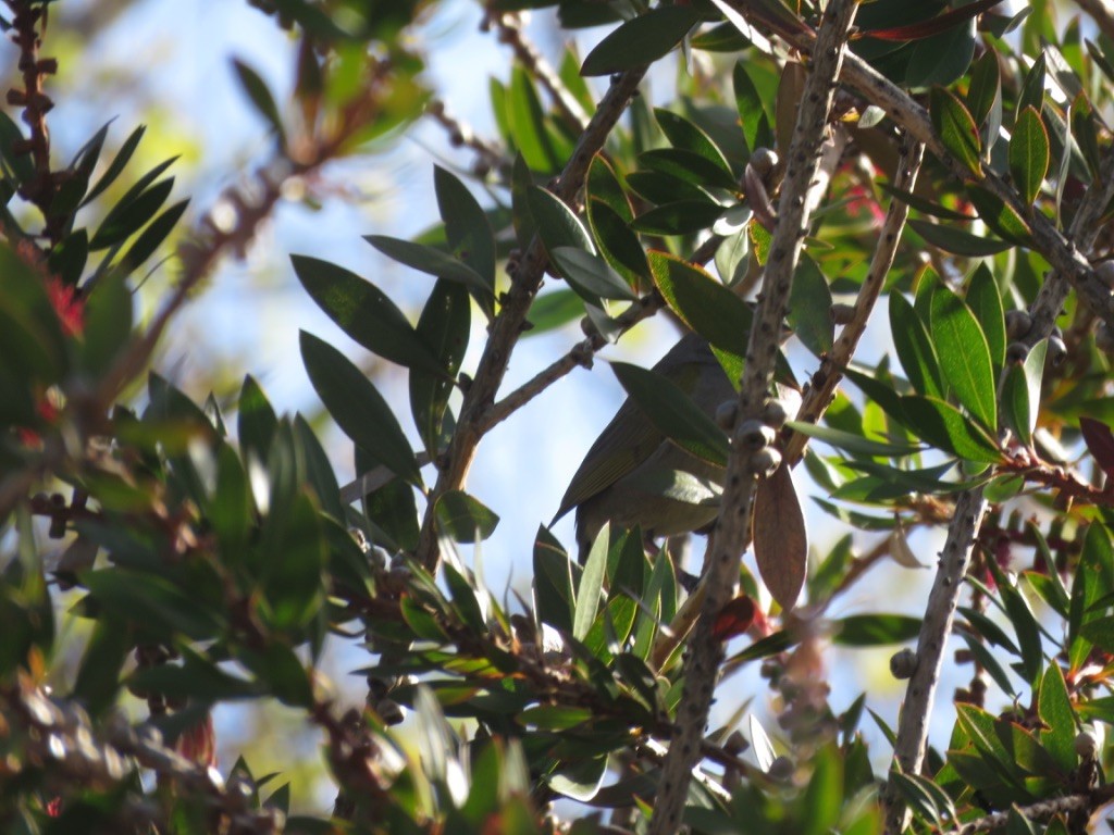 Green-tailed Towhee - ML147822851