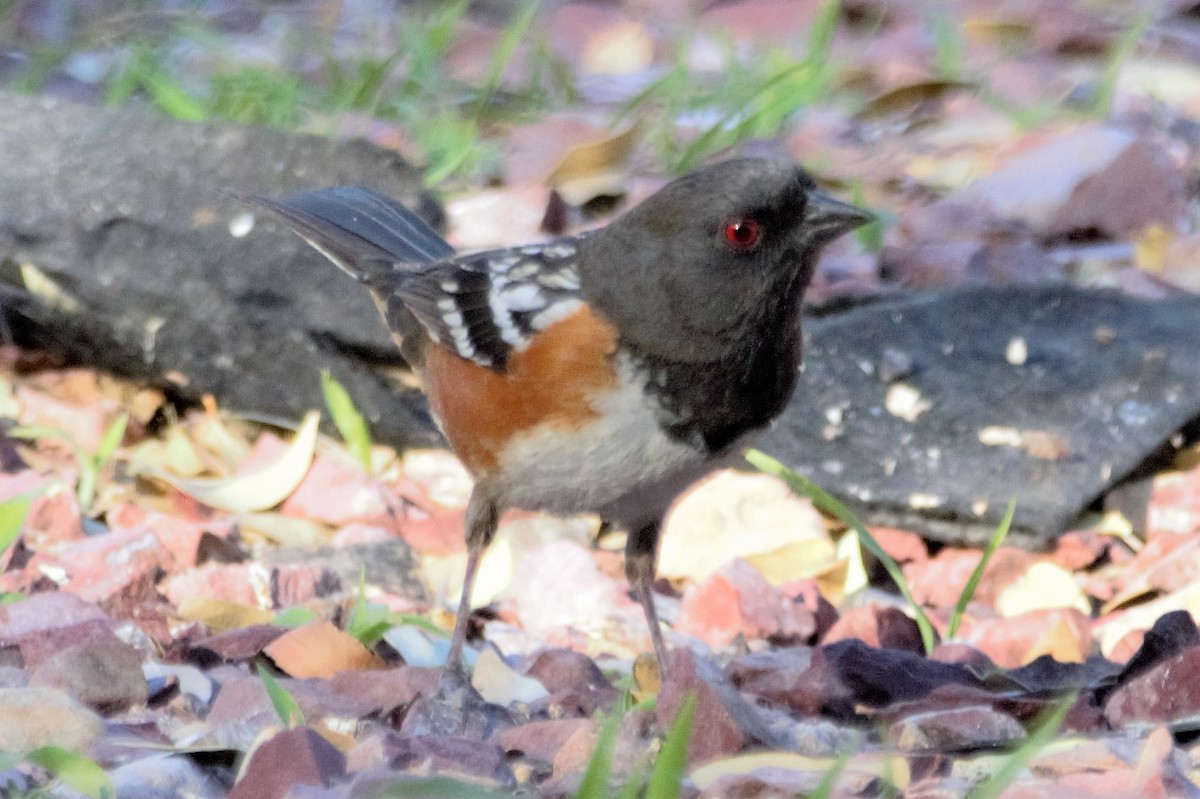 Spotted Towhee - ML147826061
