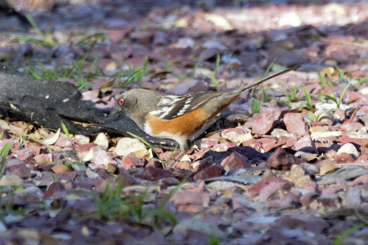 Spotted Towhee - ML147826071