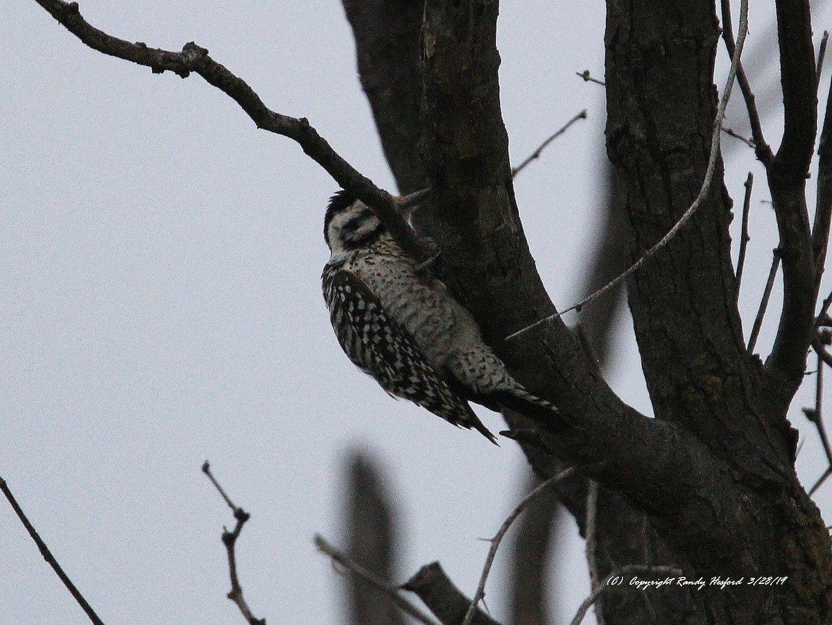 Ladder-backed Woodpecker - ML147828691