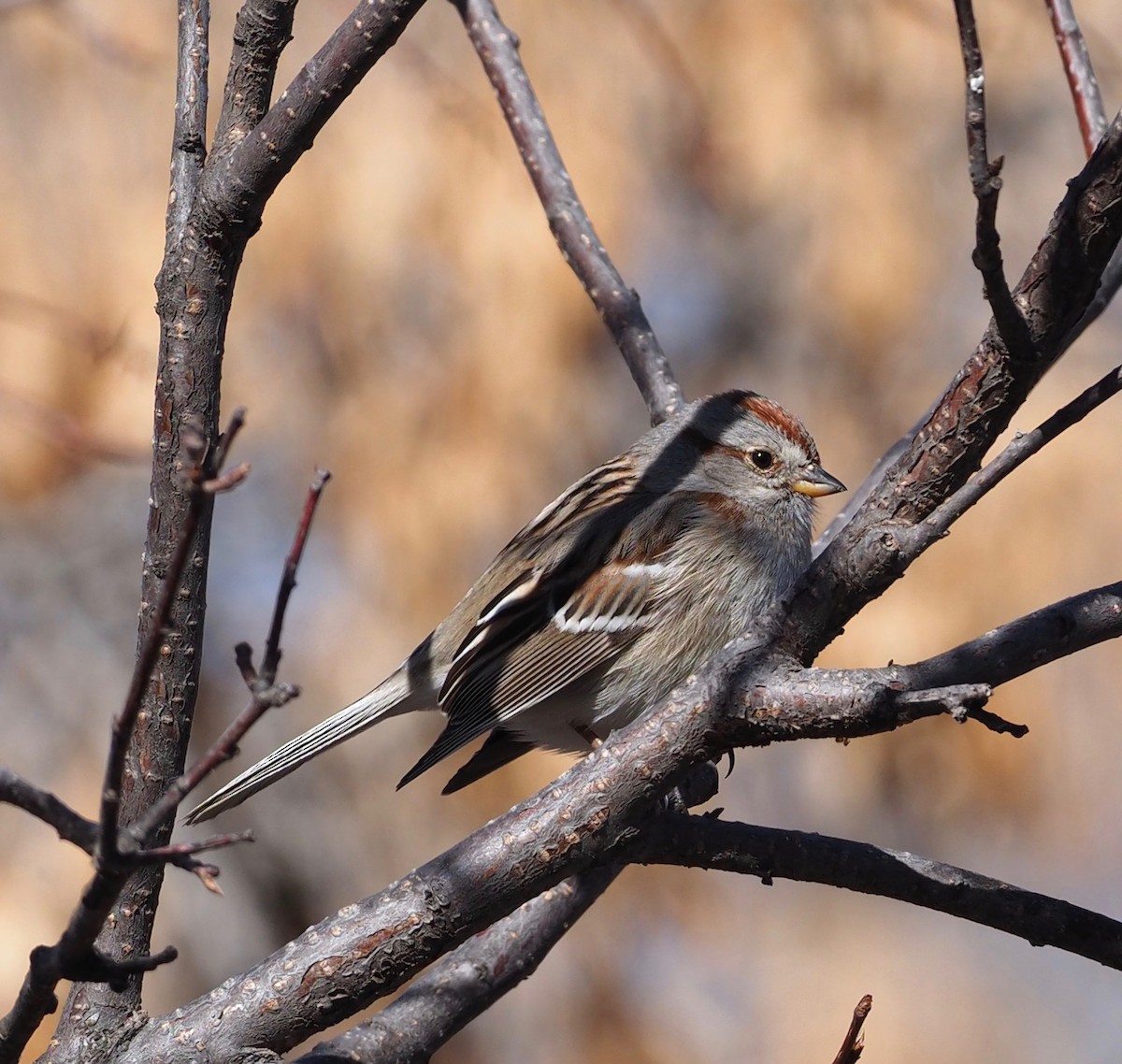 American Tree Sparrow - ML147829531