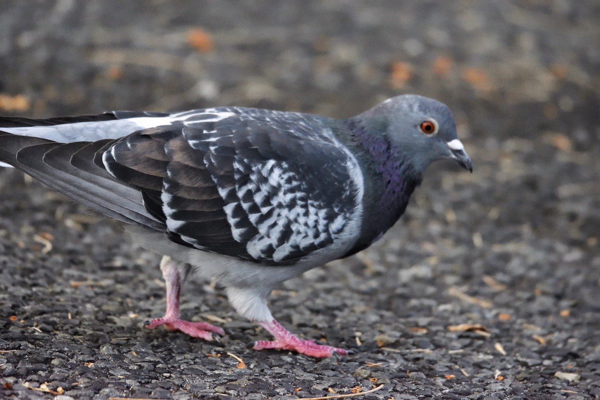 Rock Pigeon (Feral Pigeon) - Ken Crawley