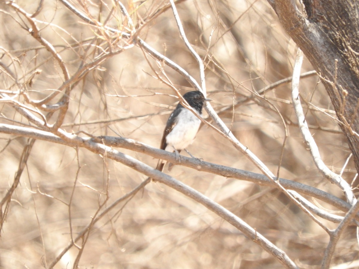 Hooded Robin - ML147830551