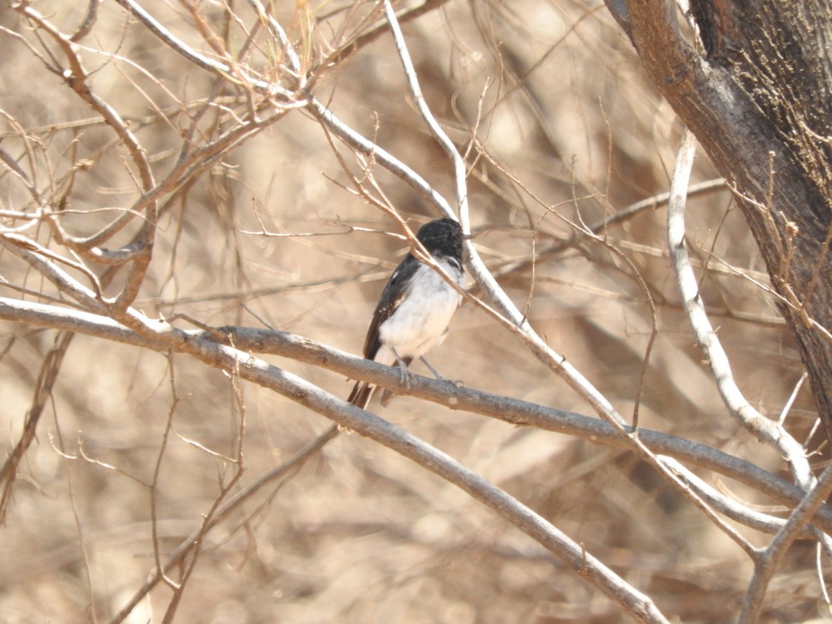 Hooded Robin - ML147830641