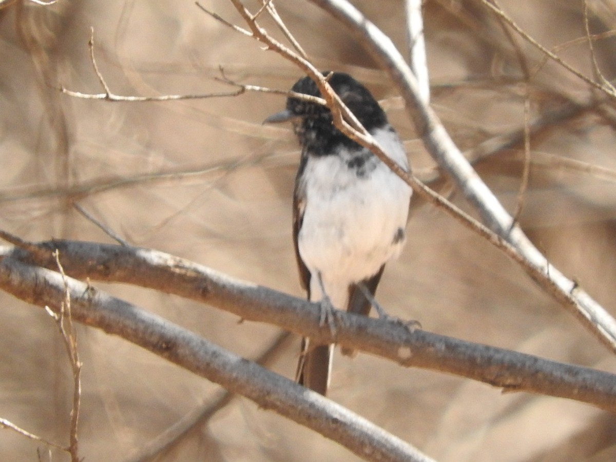 Hooded Robin - ML147830661