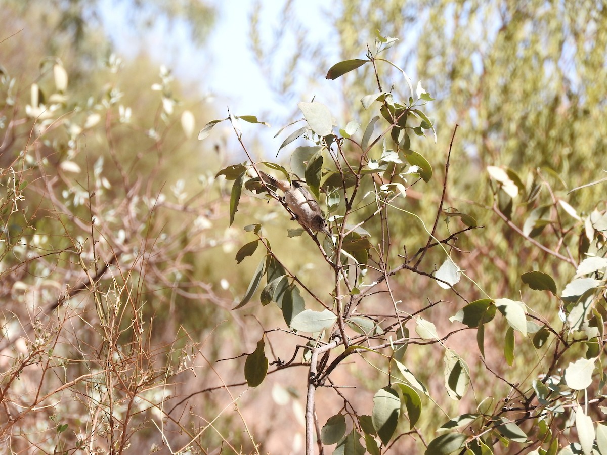 Inland Thornbill - ML147831281