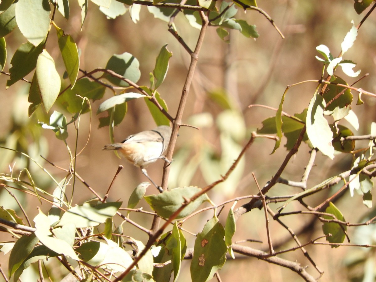 Inland Thornbill - ML147831321