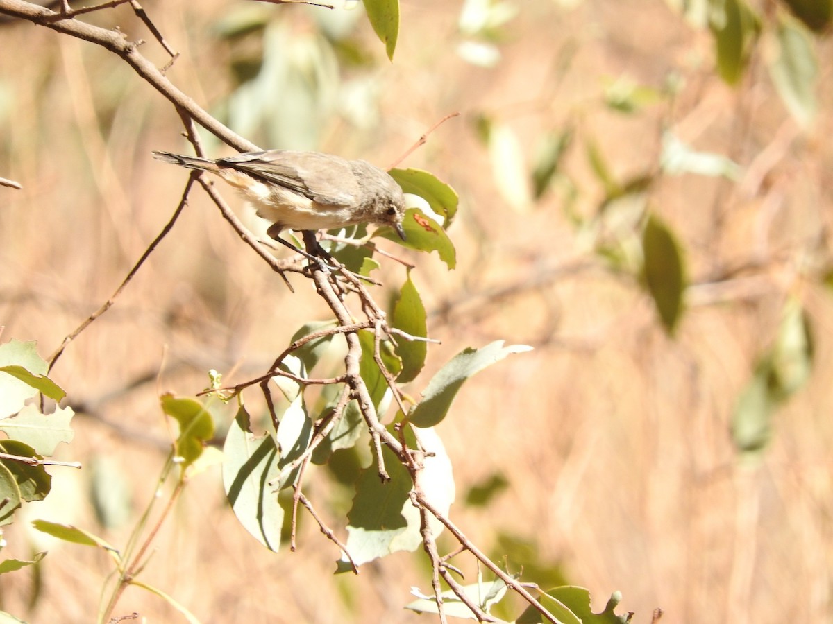 Inland Thornbill - ML147831381