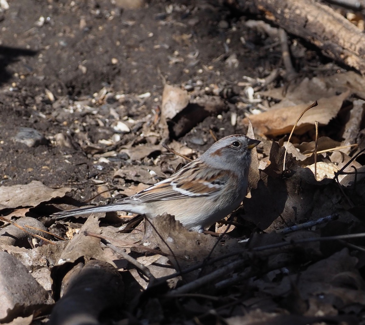 American Tree Sparrow - ML147831591
