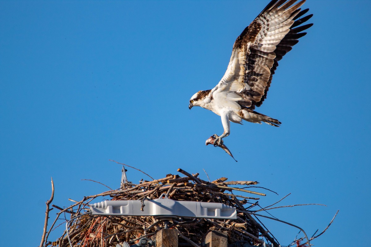 Osprey - ML147831671