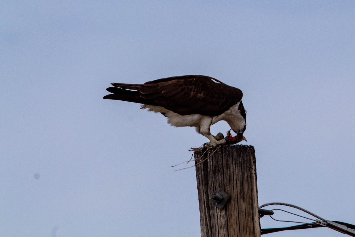 Osprey - ML147831701