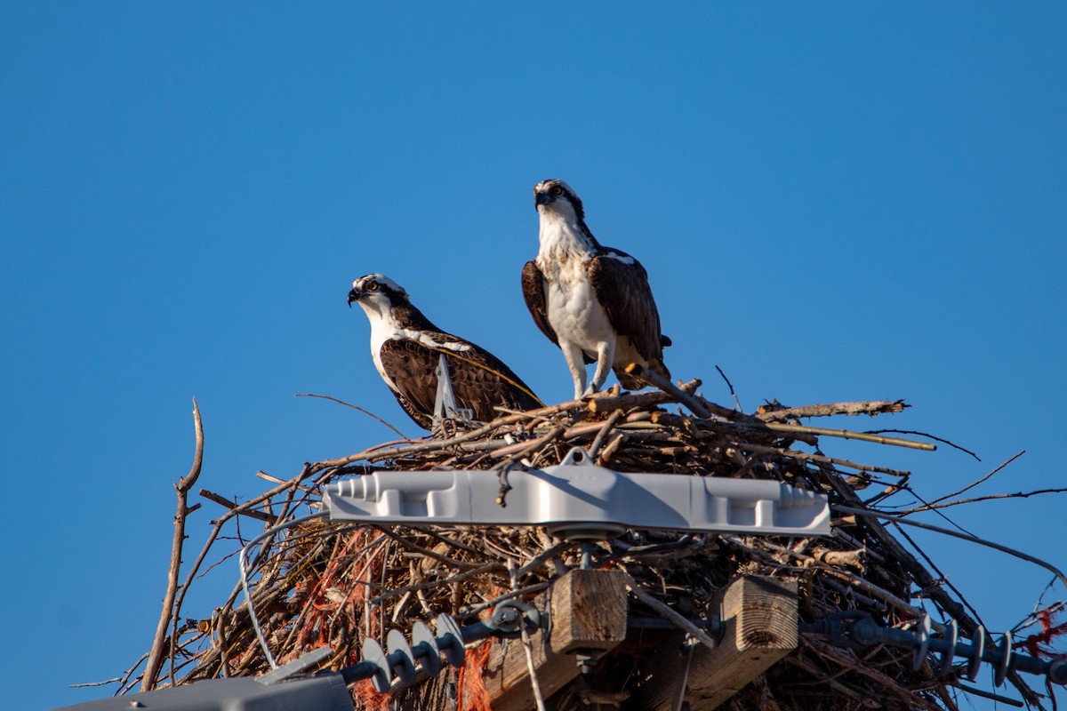 Osprey - ML147831791