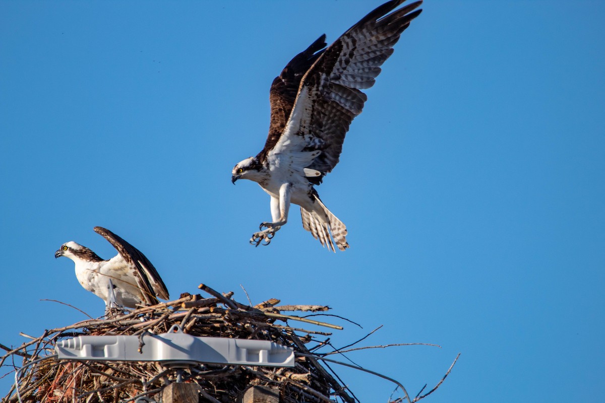 Osprey - ML147831851