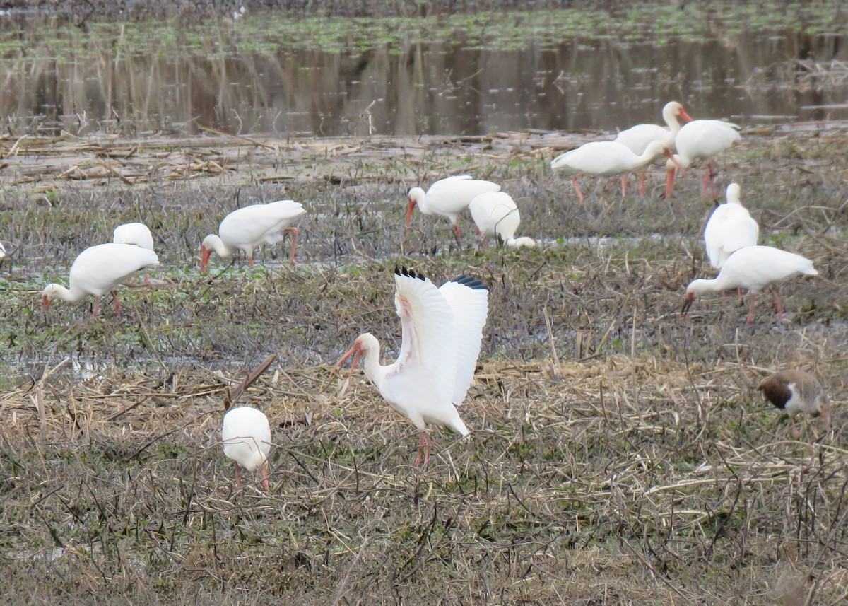 White Ibis - Judy and Don Self