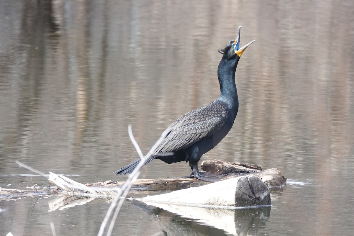 Double-crested Cormorant - Mary Burger