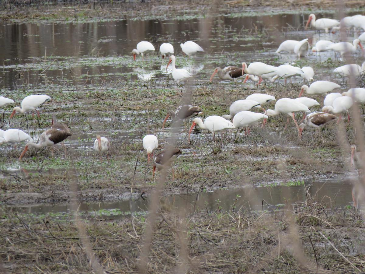 White Ibis - ML147832561