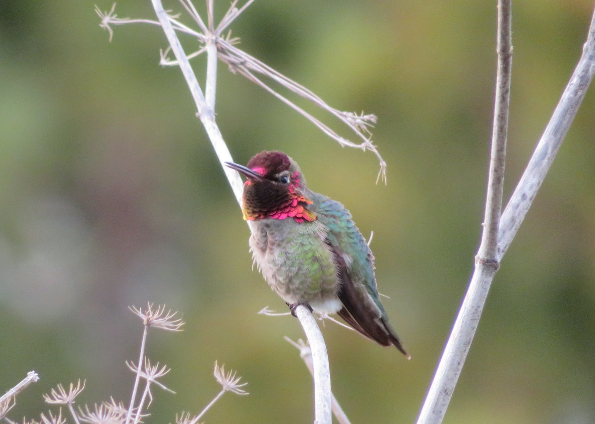 Anna's Hummingbird - ML147834851