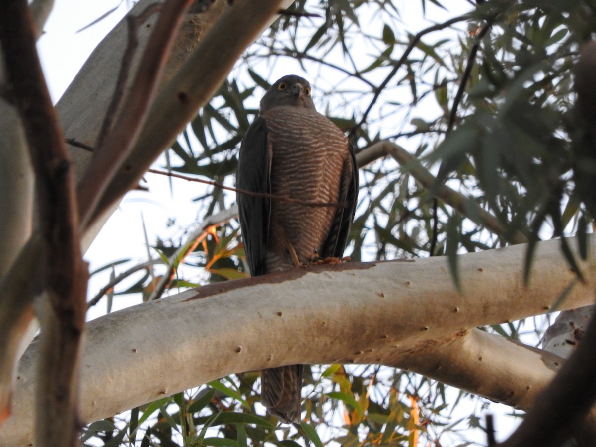 Collared Sparrowhawk - ML147835821