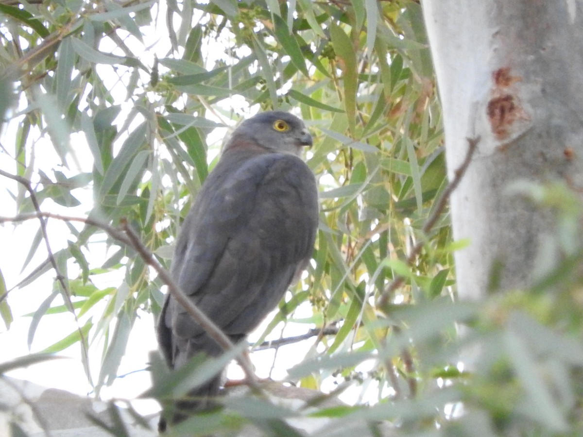 Collared Sparrowhawk - ML147835901