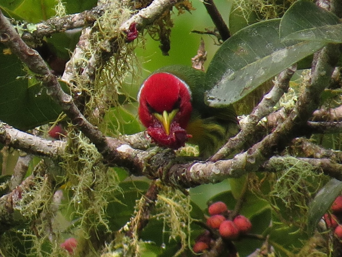Red-headed Barbet - Arnulfo Sanchez  ( Neblina Birds Colombia  )