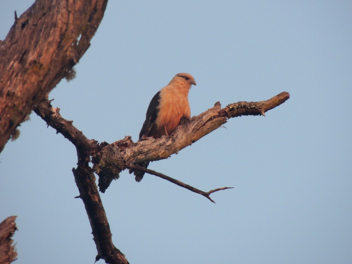 Yellow-headed Caracara - ML147836371