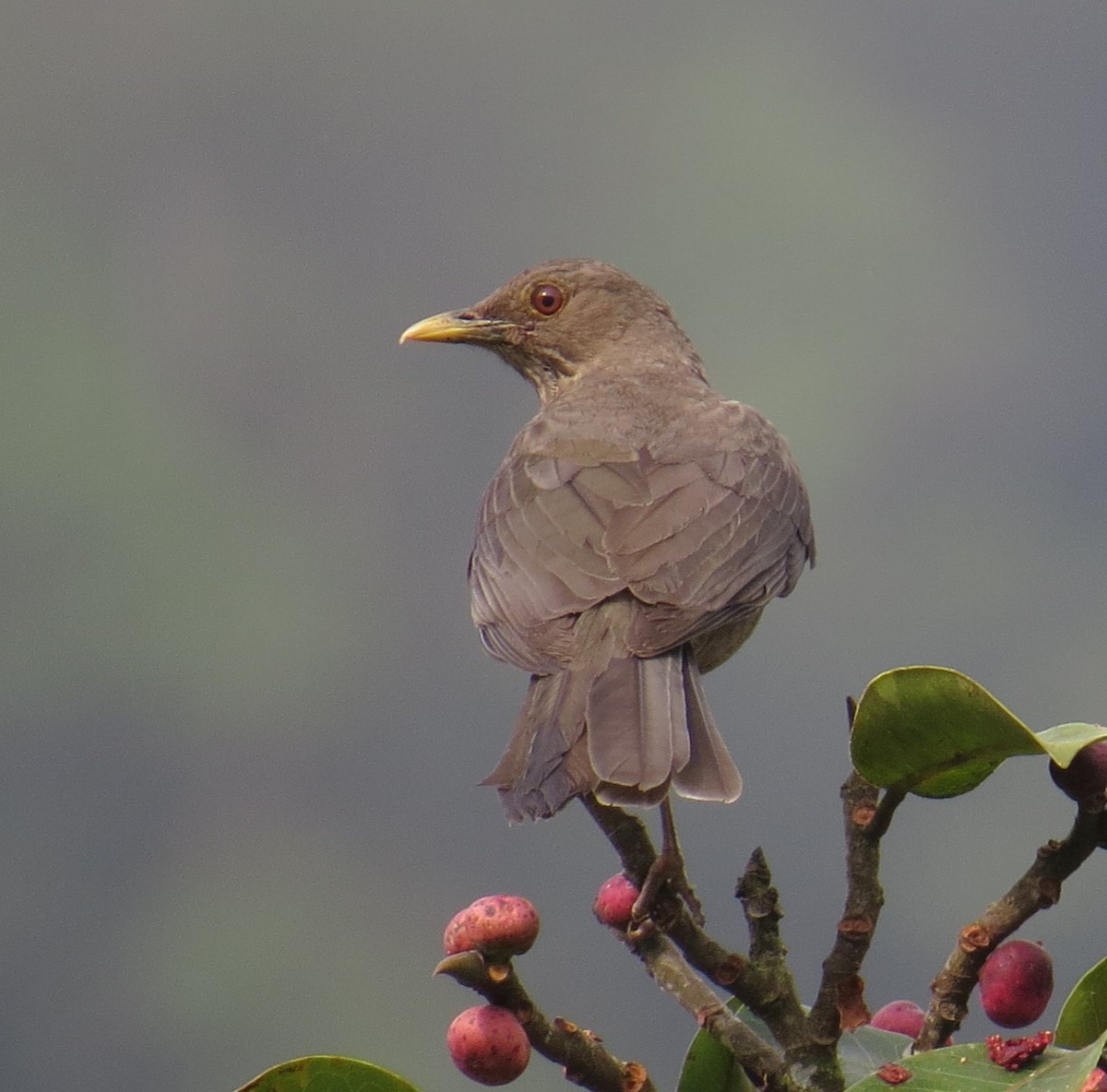 Clay-colored Thrush - Arnulfo Sanchez  ( Neblina Birds Colombia  )