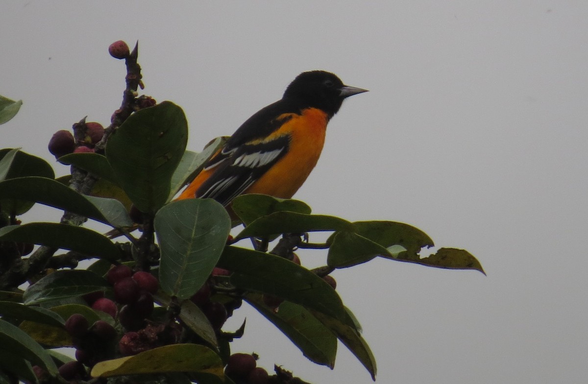 Baltimore Oriole - Arnulfo Sanchez  ( Neblina Birds Colombia  )