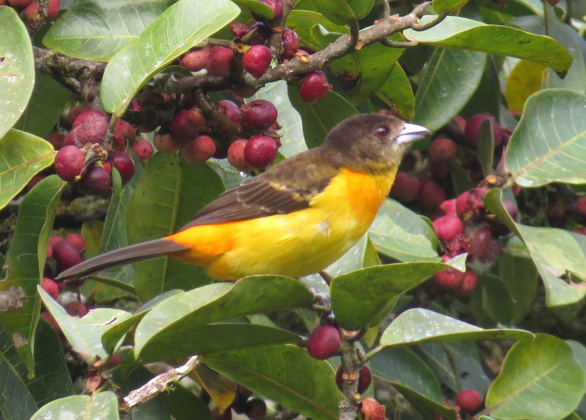 Flame-rumped Tanager - Arnulfo Sanchez  ( Neblina Birds Colombia  )