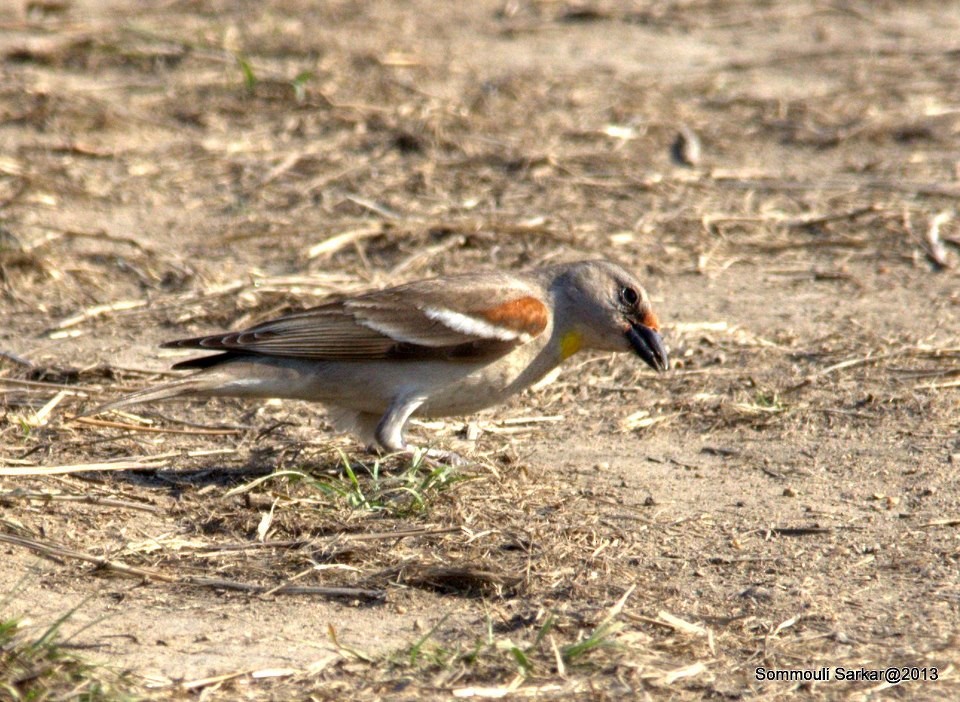 Yellow-throated Sparrow - Sommouli Sarkar