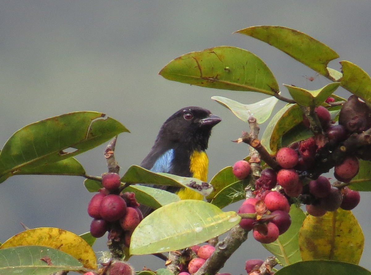 Black-and-gold Tanager - Arnulfo Sanchez  ( Neblina Birds Colombia  )