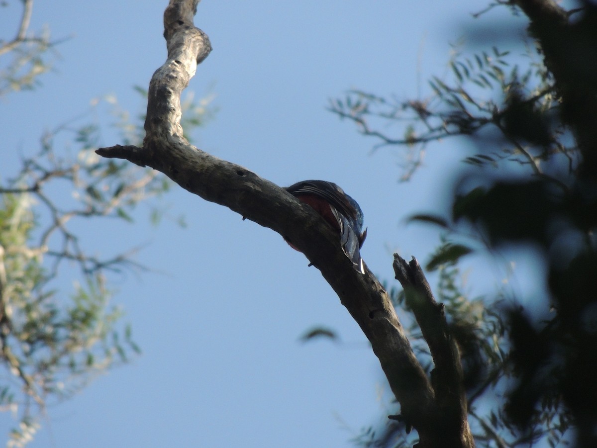 Surucua Trogon - ML147838171