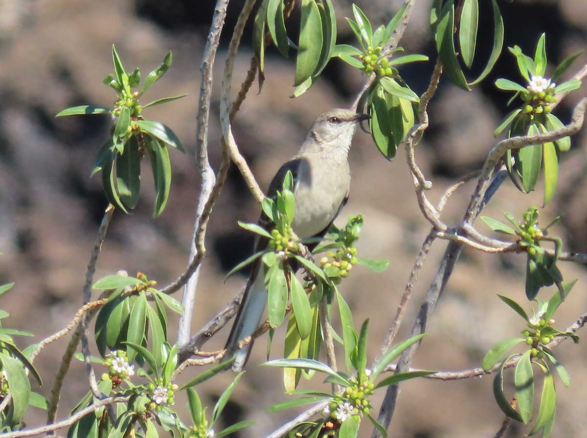 Northern Mockingbird - ML147838601