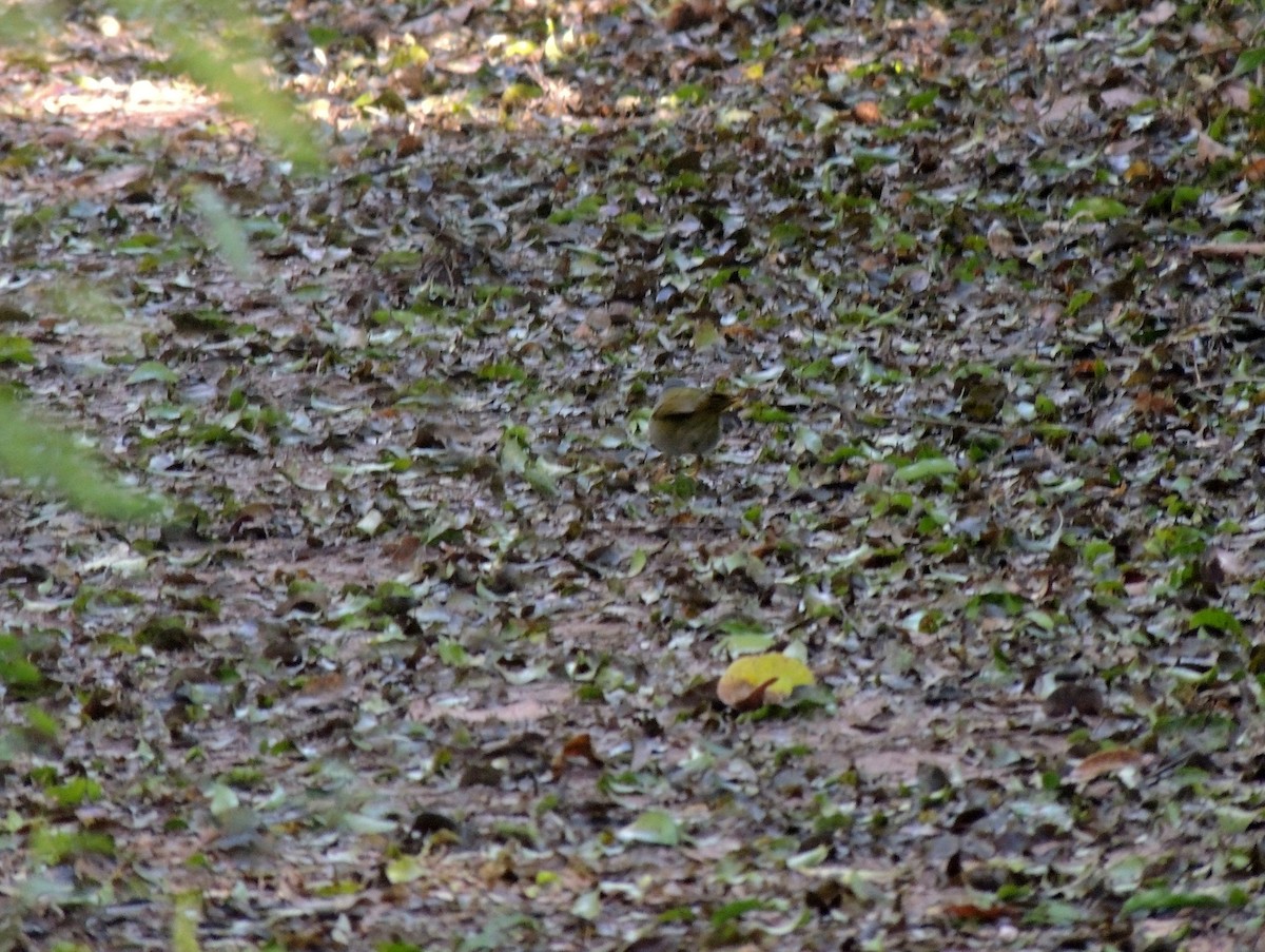 Paruline à paupières blanches - ML147839411