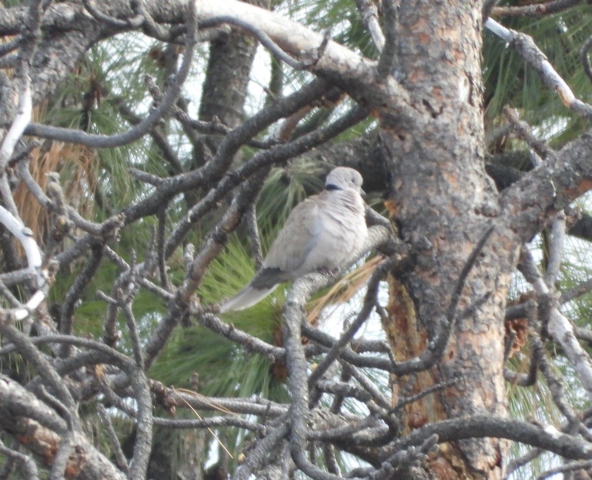 Eurasian Collared-Dove - Dale Floer