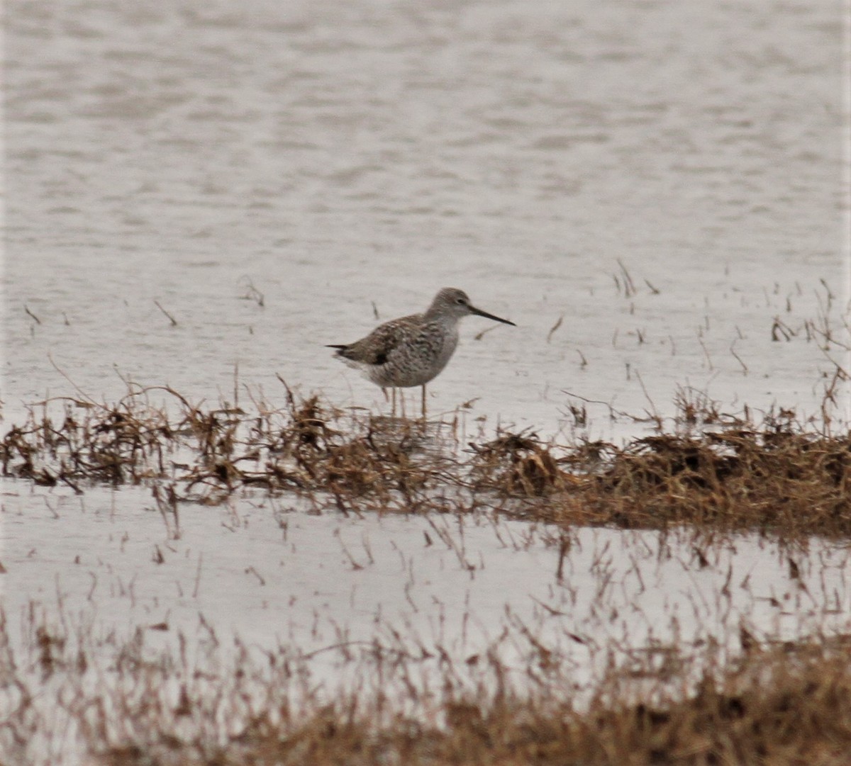 Greater Yellowlegs - ML147840681