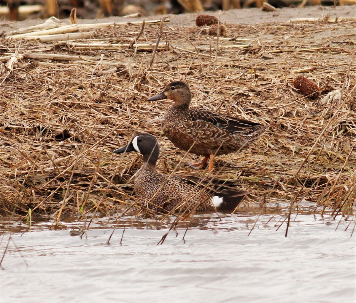 Blue-winged Teal - ML147840731