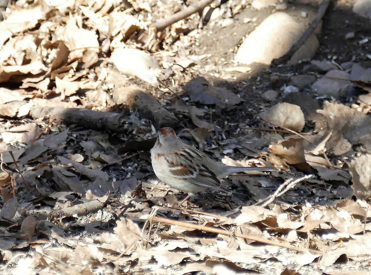 American Tree Sparrow - ML147841351