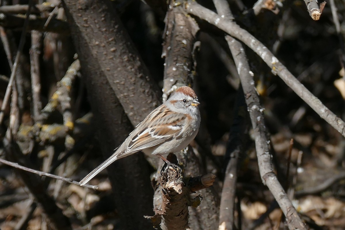 American Tree Sparrow - ML147841381