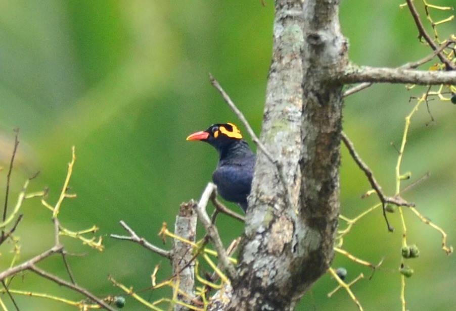 Southern Hill Myna - ML147842321