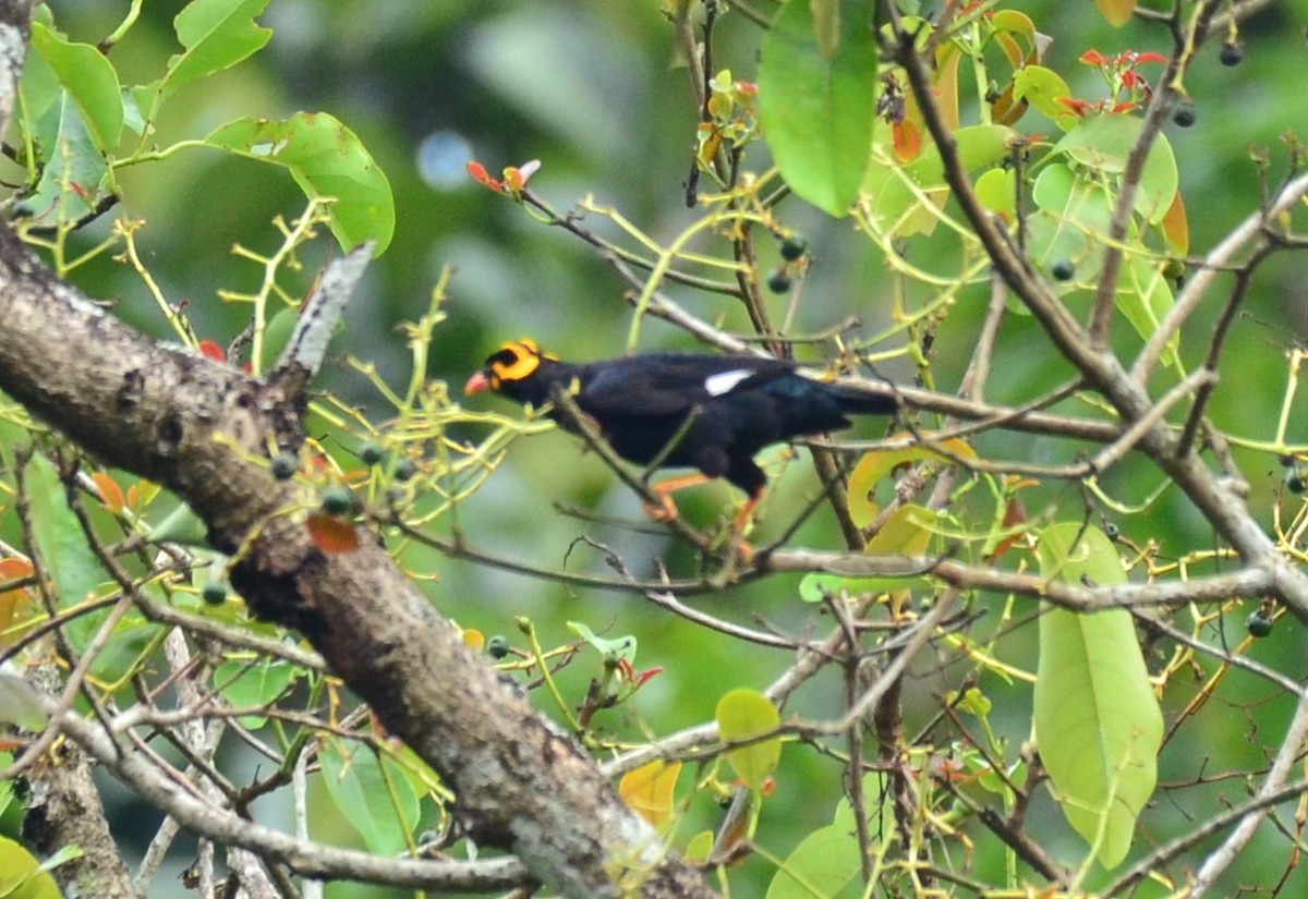 Southern Hill Myna - ML147842331
