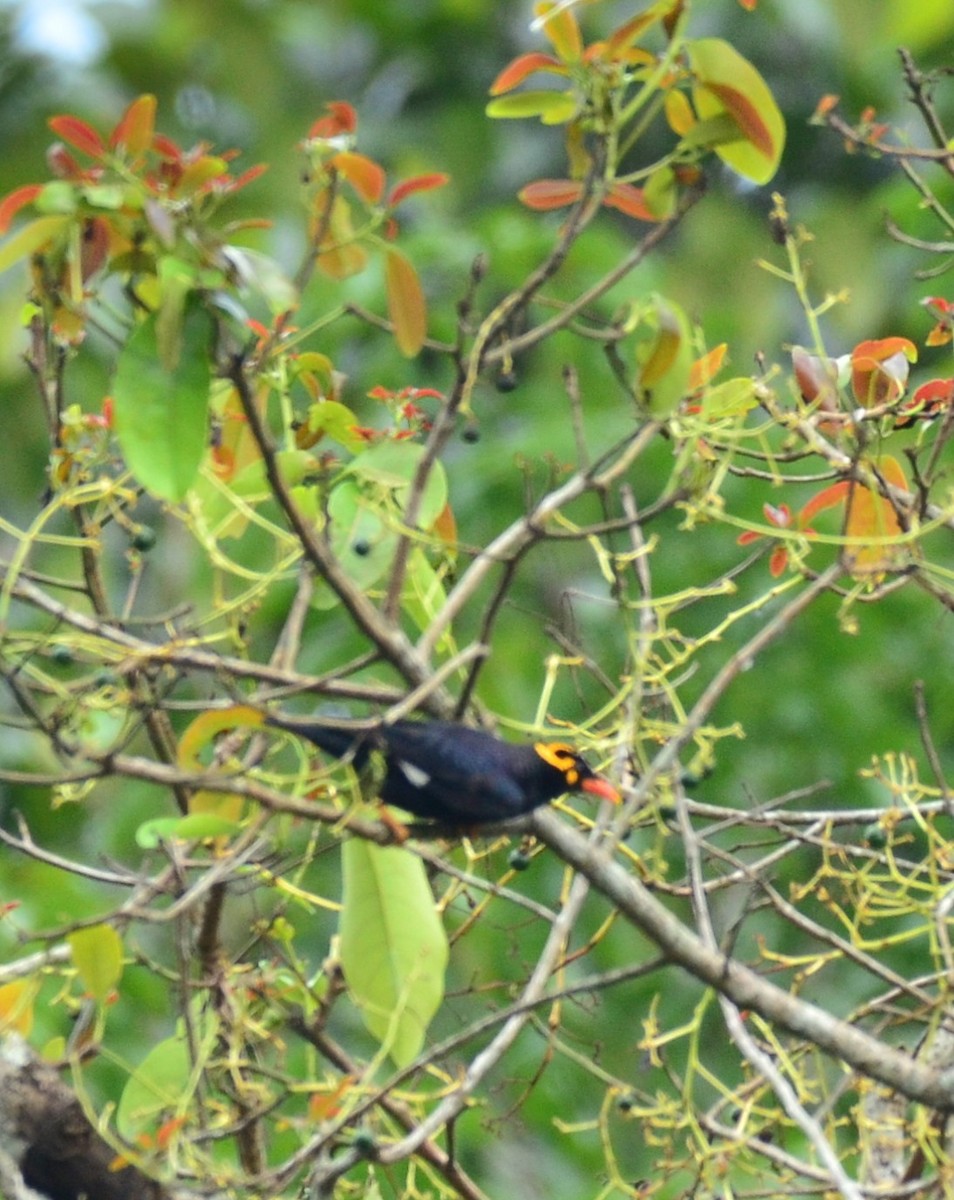 Southern Hill Myna - ML147842341
