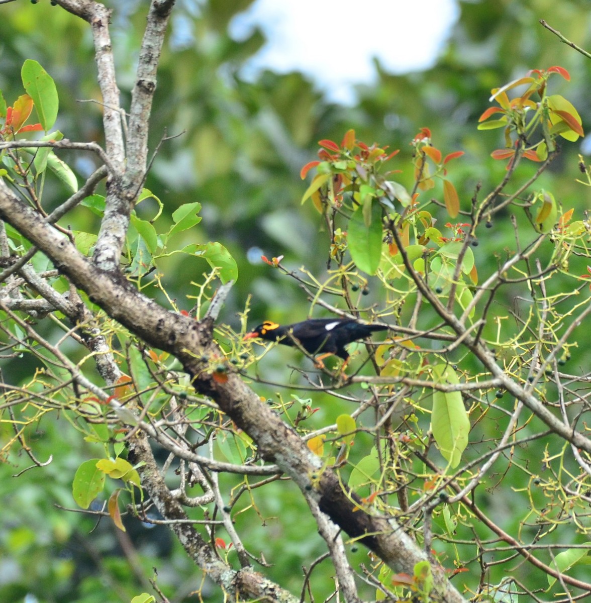Southern Hill Myna - ML147842351